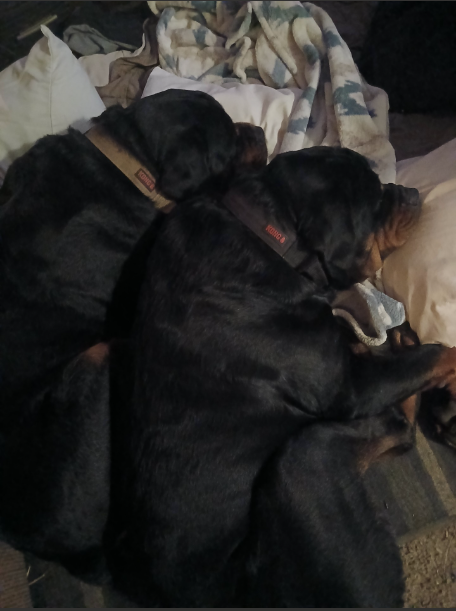 These are my dogs, Freddy and Frankie